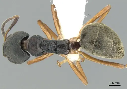 Dolichoderus gibbifer - CASENT0906206