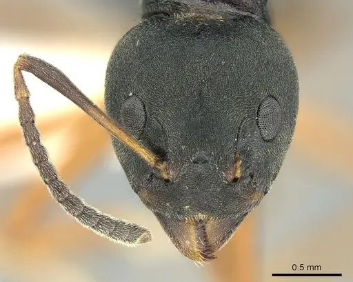 Dolichoderus gibbifer - CASENT0906206