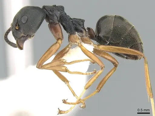 Dolichoderus gibbifer - CASENT0906206