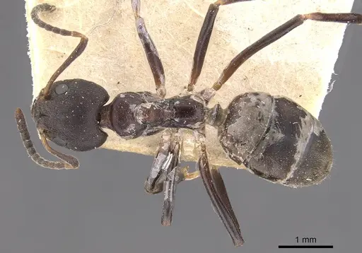 Dolichoderus gibbifer - CASENT0909482