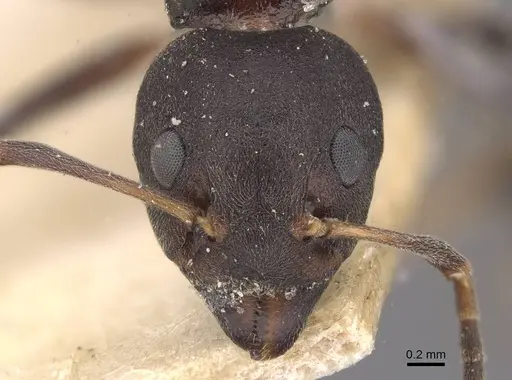 Dolichoderus gibbifer - CASENT0909482