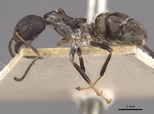 Dolichoderus gibbifer - CASENT0909482