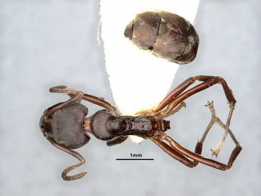 Dolichoderus gibbifer - SMFHYM0008896