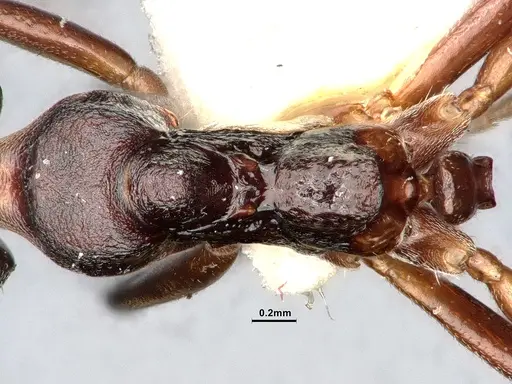 Dolichoderus gibbifer - SMFHYM0008896