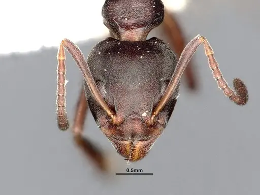 Dolichoderus gibbifer - SMFHYM0008896
