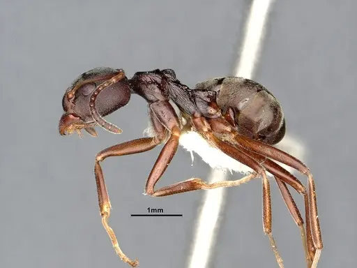 Dolichoderus gibbifer - SMFHYM0008896