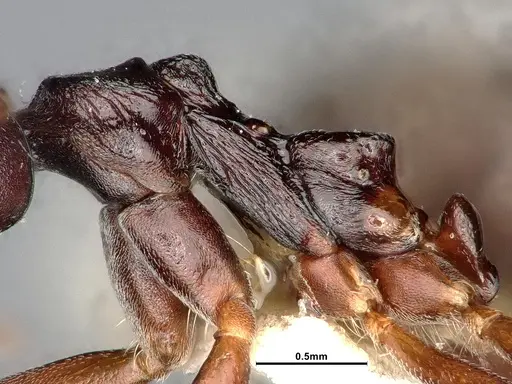 Dolichoderus gibbifer - SMFHYM0008896