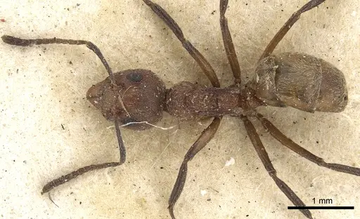 Dolichoderus gibbus specimen