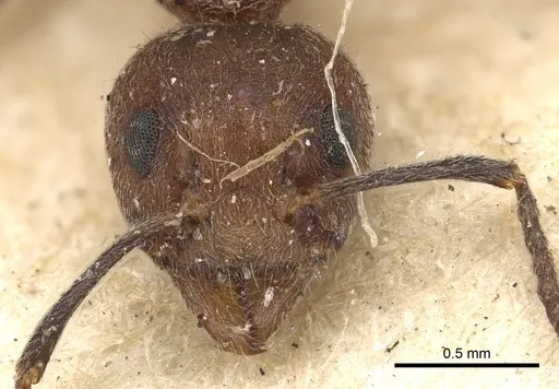 Dolichoderus gibbus specimen