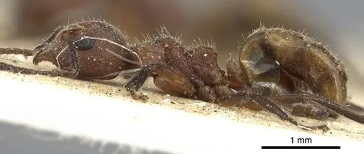 Dolichoderus gibbus specimen