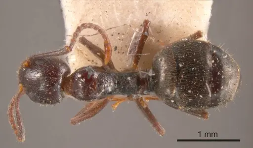 Dolichoderus goudiei specimen