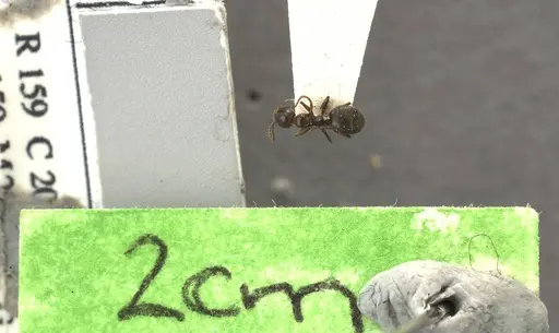 Dolichoderus goudiei specimen