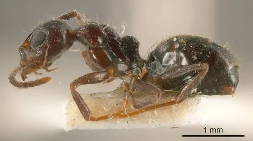 Dolichoderus goudiei specimen