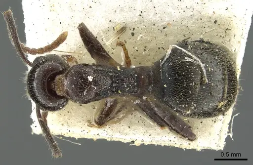 Dolichoderus goudiei - CASENT0902981