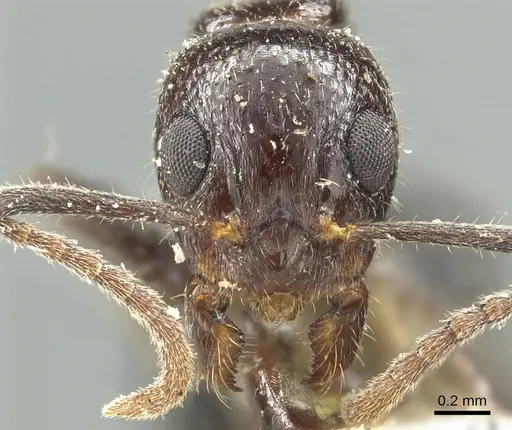 Dolichoderus goudiei - CASENT0902981