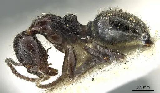 Dolichoderus goudiei - CASENT0902981