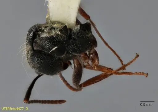 Dolichoderus haradae specimen