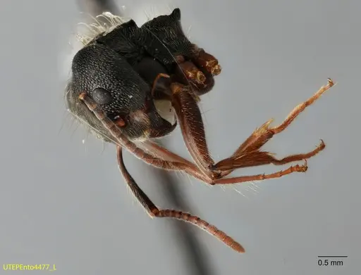 Dolichoderus haradae specimen