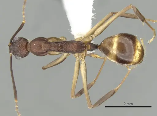 Dolichoderus imitator specimen