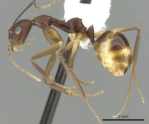 Dolichoderus imitator specimen