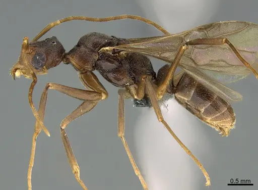 Dolichoderus imitator - CASENT0768326