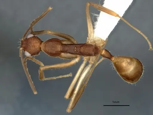 Dolichoderus imitator - CASENT0866531