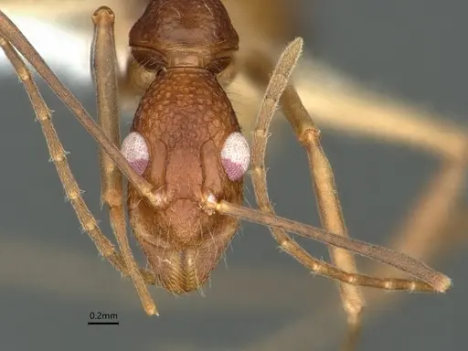 Dolichoderus imitator - CASENT0866531