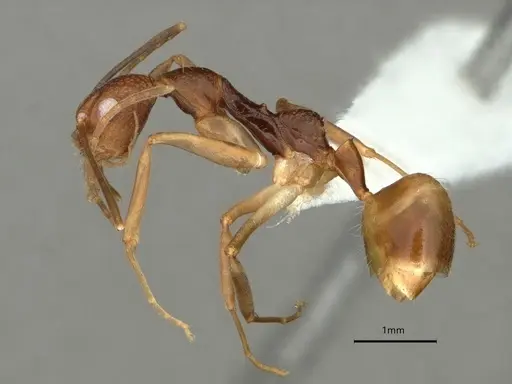 Dolichoderus imitator - CASENT0866531