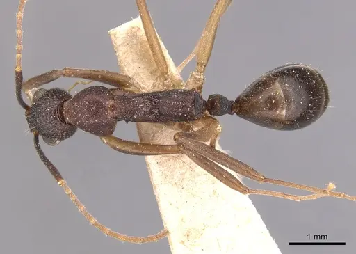 Dolichoderus imitator - CASENT0905039