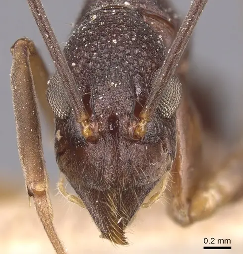 Dolichoderus imitator - CASENT0905039