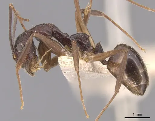 Dolichoderus imitator - CASENT0905039