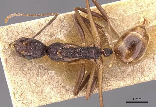 Dolichoderus imitator - CASENT0905786