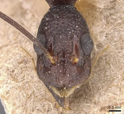 Dolichoderus imitator - CASENT0905786