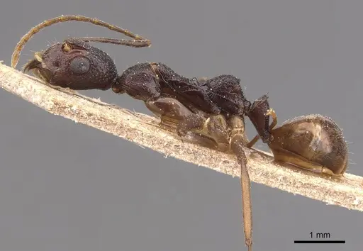 Dolichoderus imitator - CASENT0905786