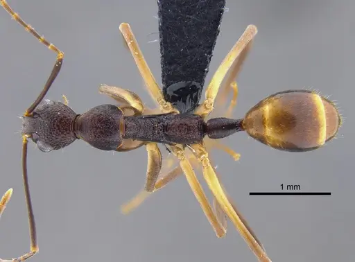 Dolichoderus imitator - CBUMAGENT41847