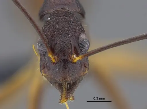 Dolichoderus imitator - CBUMAGENT41847