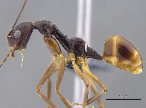 Dolichoderus imitator - CBUMAGENT41847