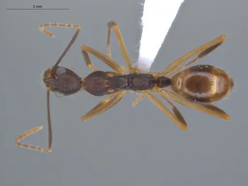 Dolichoderus imitator - ECOFOG-OI17-0124-01