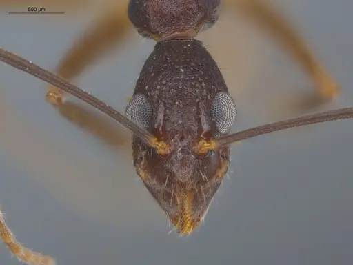 Dolichoderus imitator - ECOFOG-OI17-0124-01