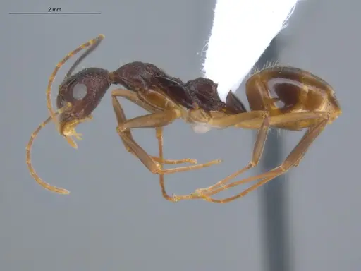Dolichoderus imitator - ECOFOG-OI17-0124-01