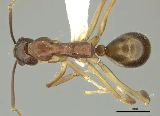 Dolichoderus imitator - JTLC000003172
