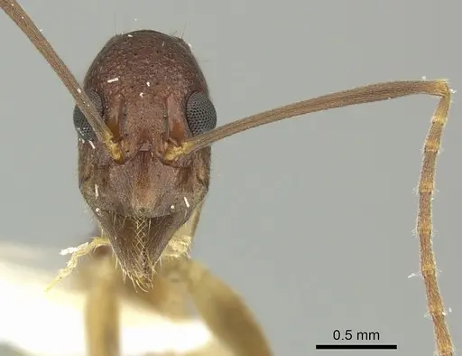 Dolichoderus imitator - JTLC000003172