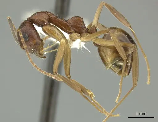 Dolichoderus imitator - JTLC000003172