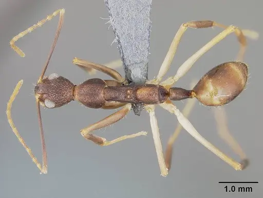 Dolichoderus imitator - USNMENT00411879