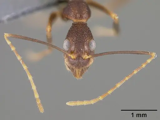 Dolichoderus imitator - USNMENT00411879