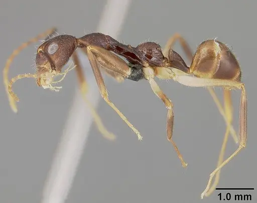 Dolichoderus imitator - USNMENT00411879