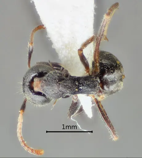 Dolichoderus incisus specimen