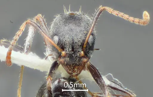 Dolichoderus incisus specimen