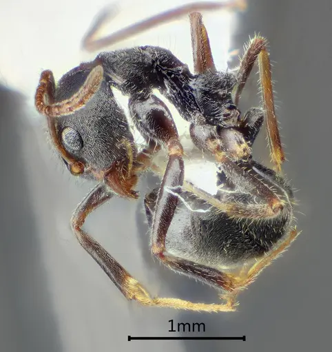 Dolichoderus incisus specimen