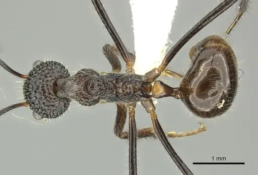 Dolichoderus indrapurensis specimen